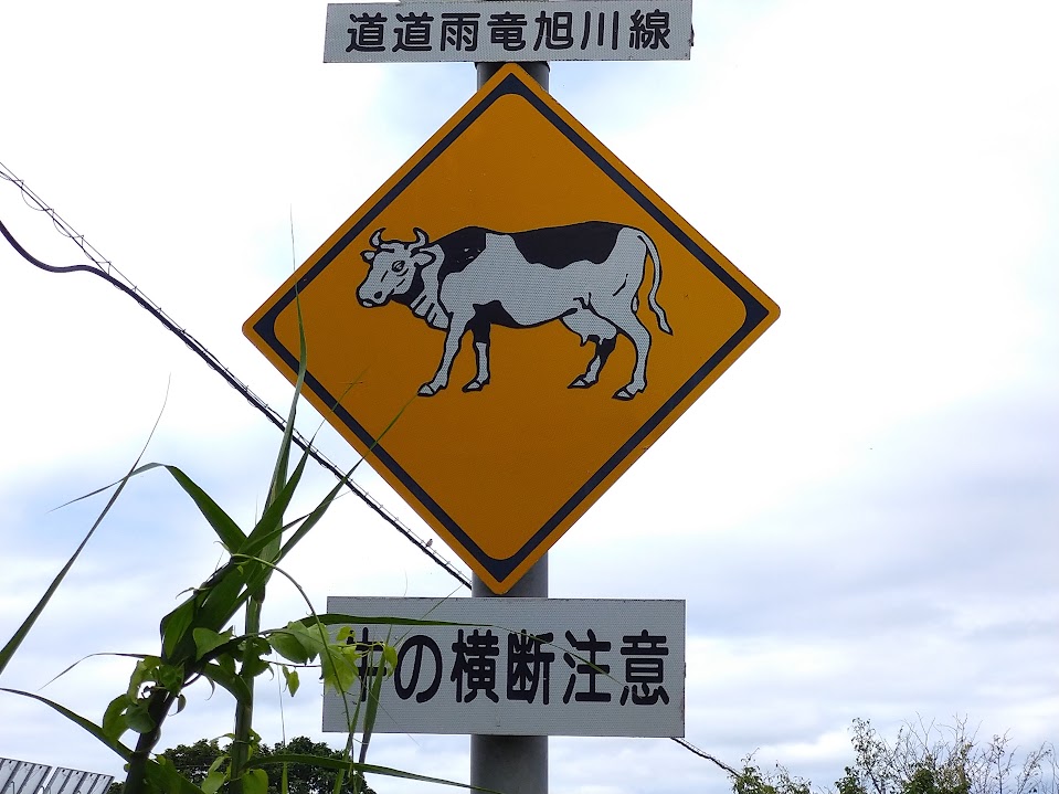 cattle-crossing-caution-takasutown